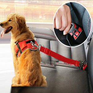 Dog Collars Leads Vehicle Car Dog